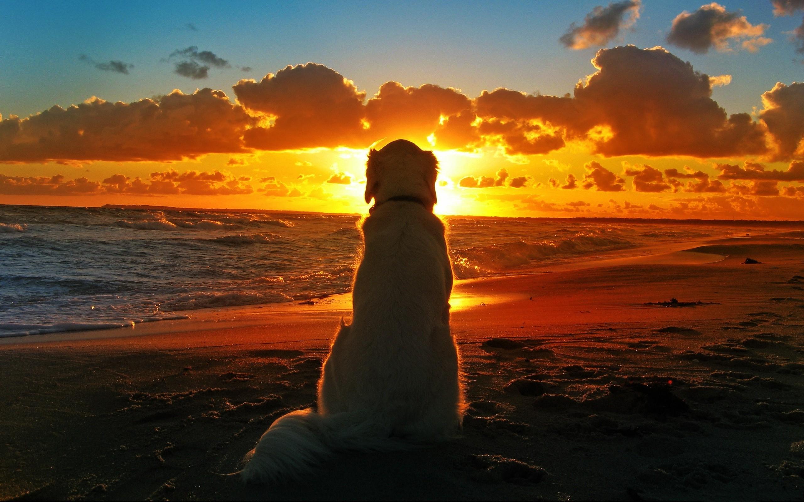 dog sunset beach waves clouds depth of field Wallpaper HD / Desktop