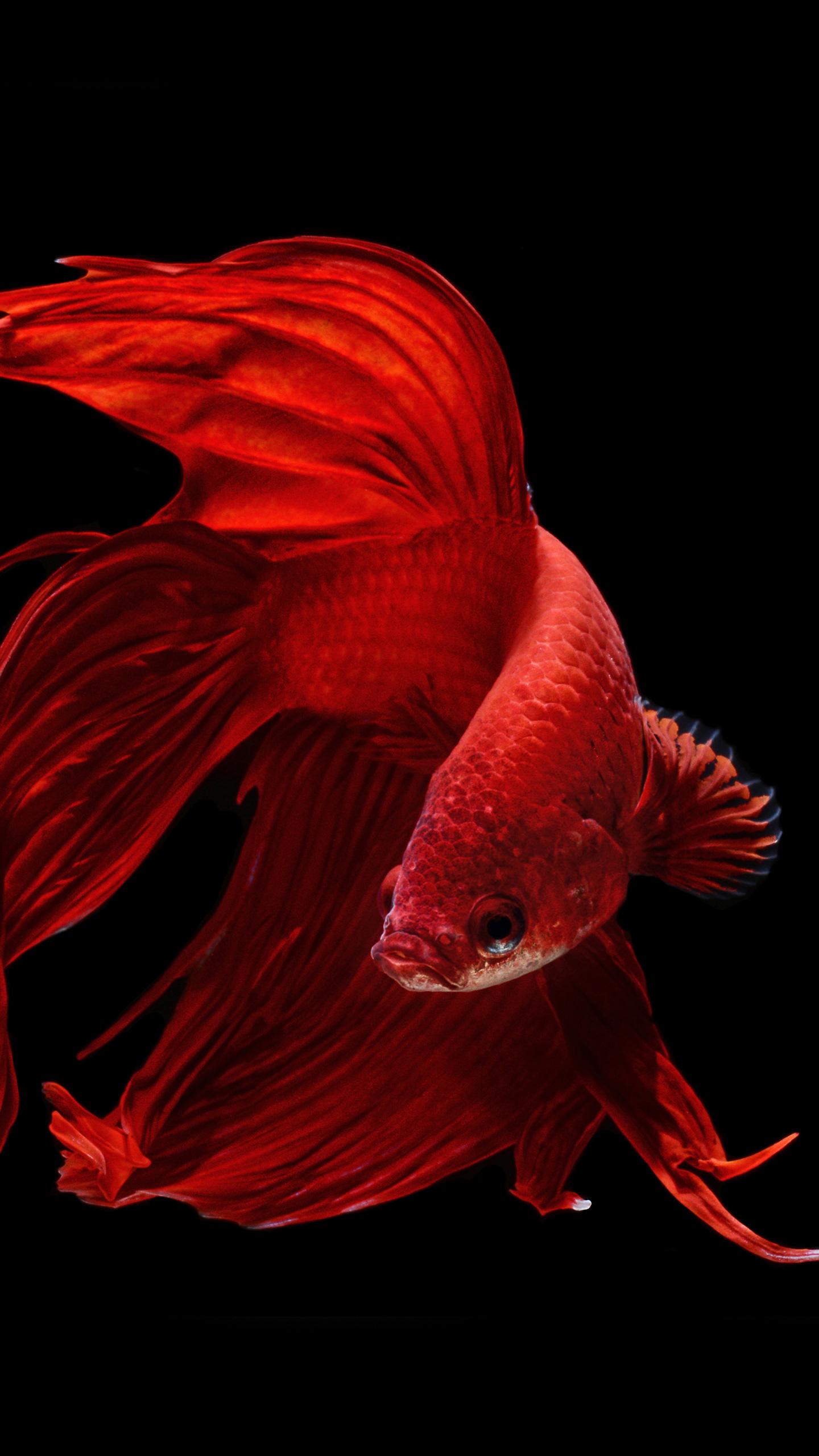 Red Exotic Fish AMOLED Wallpaper