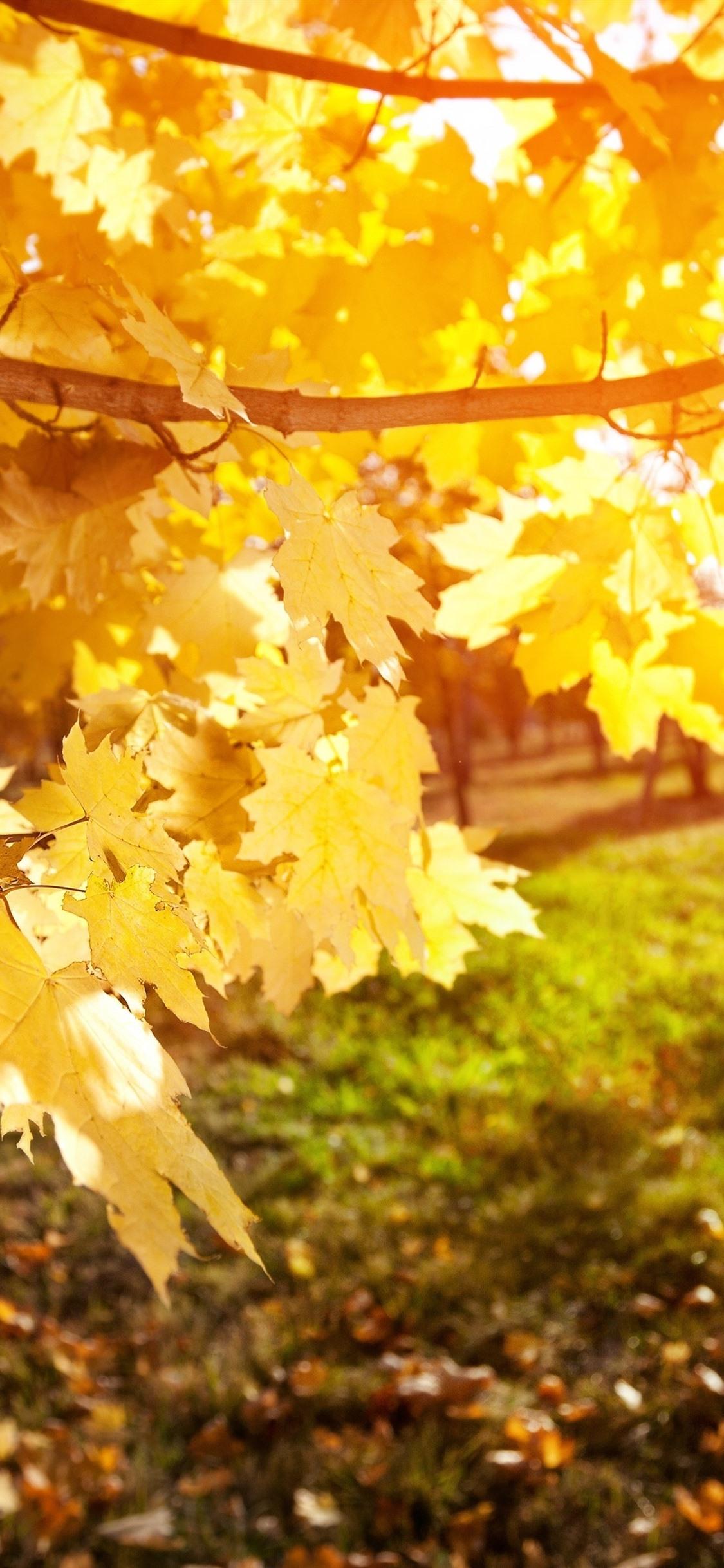 Yellow Maple Leaves, Tree, Sunshine 1125x2436 IPhone XS X Wallpaper