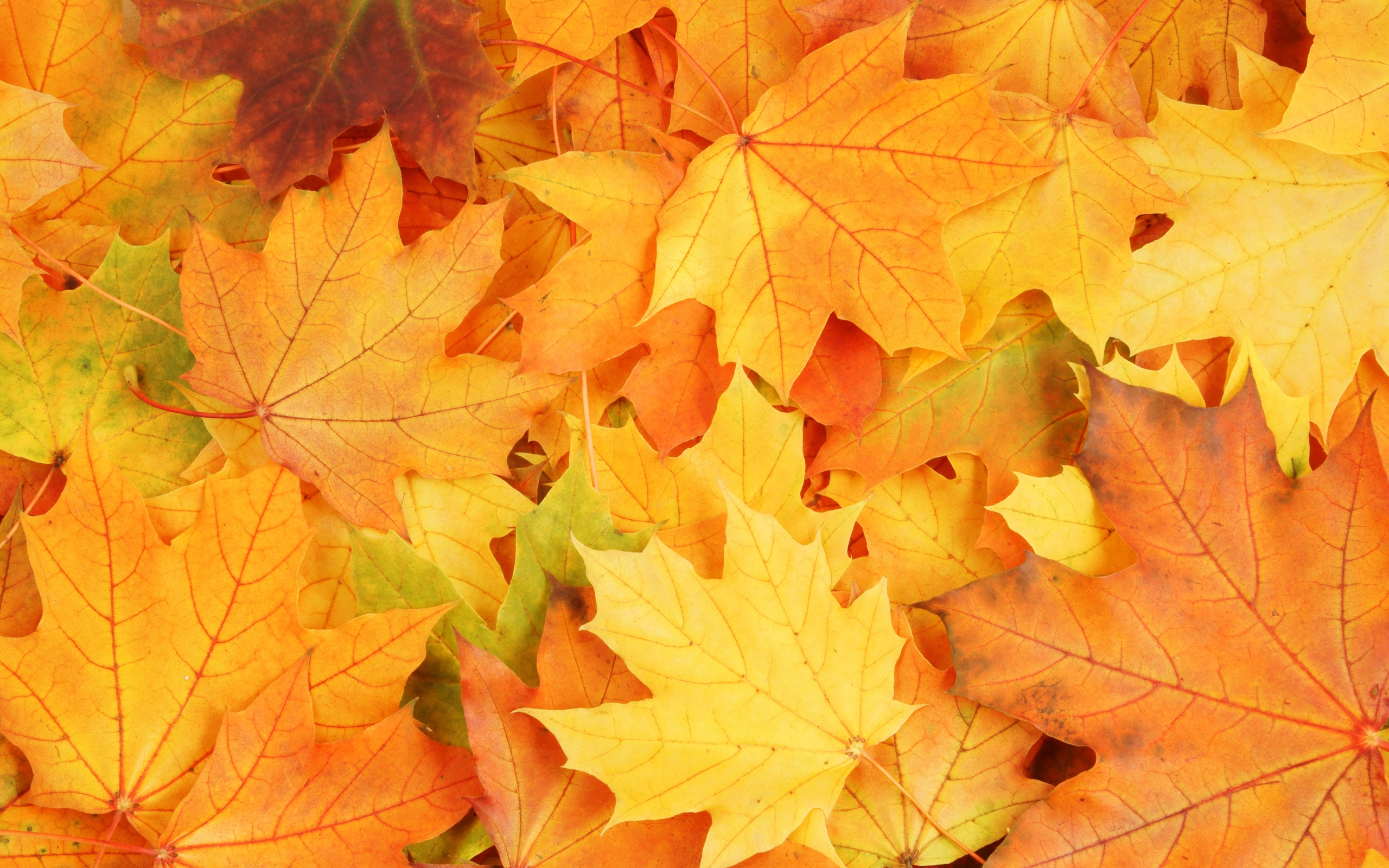 Autumn Season Yellow Maple Leaves Fall Wallpaper Background