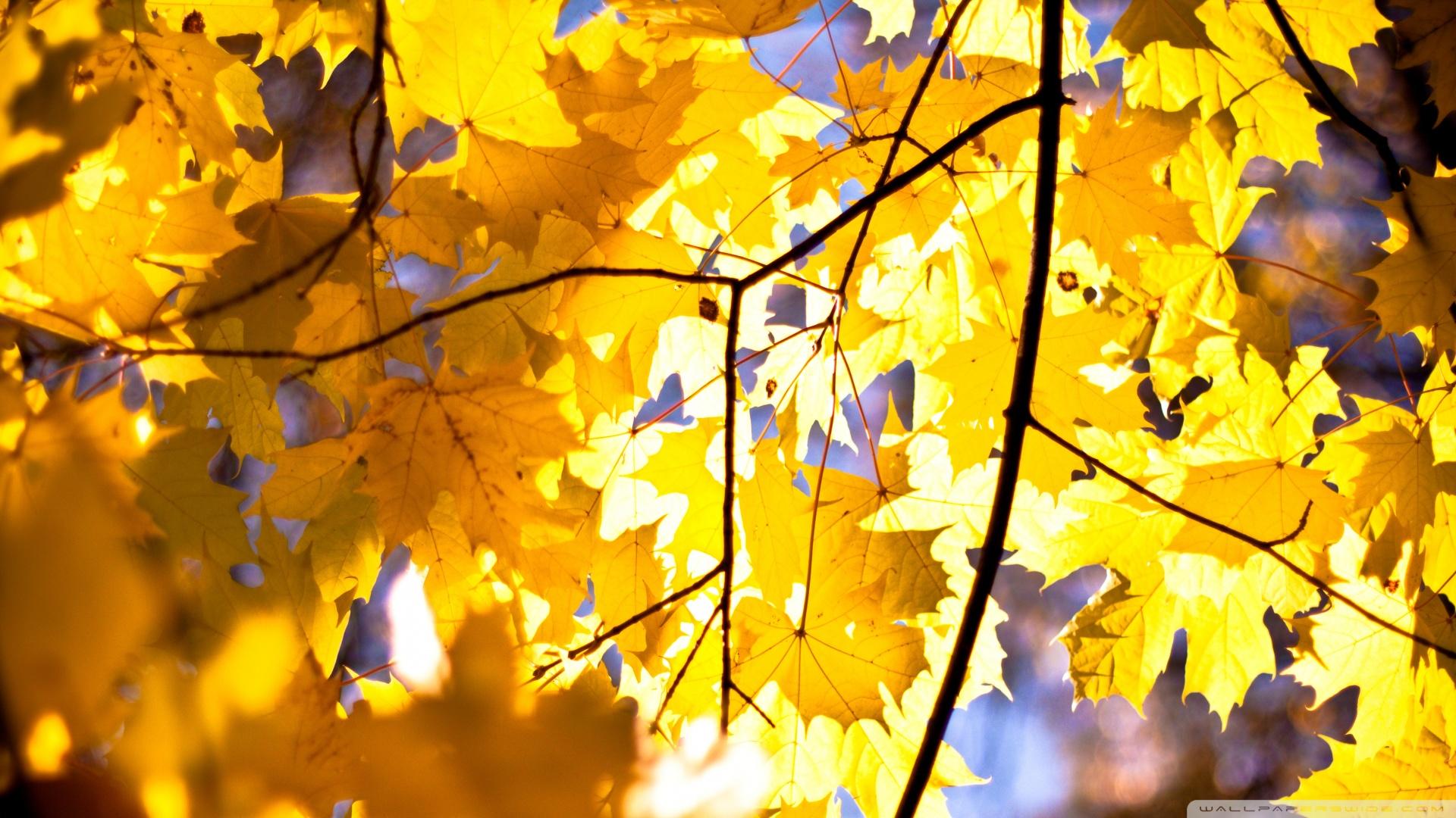 Yellow Maple Leaves ❤ 4K HD Desktop Wallpaper for 4K Ultra HD TV