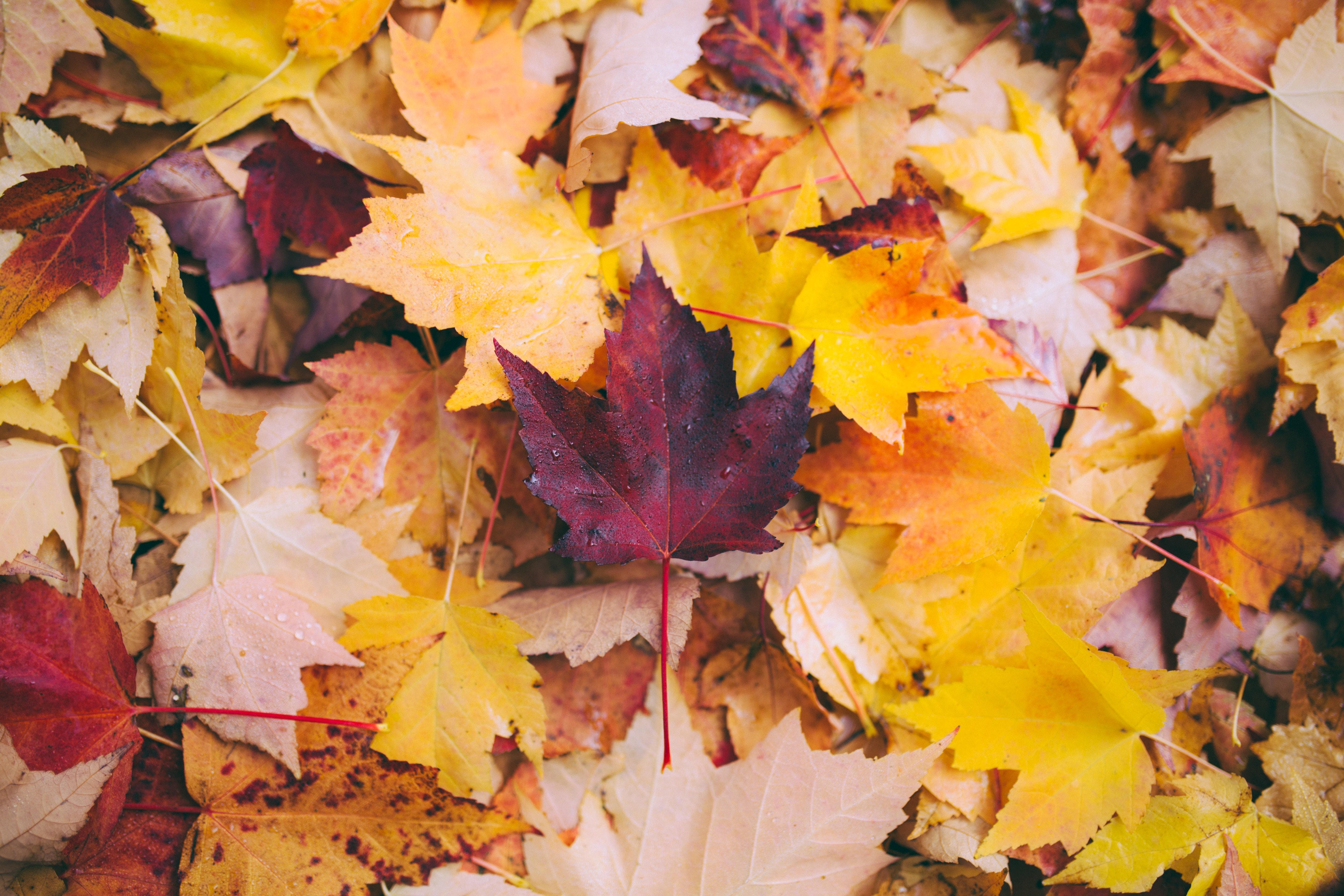 wallpaper autumn, maple, leaves, fallen, yellow HD, Widescreen
