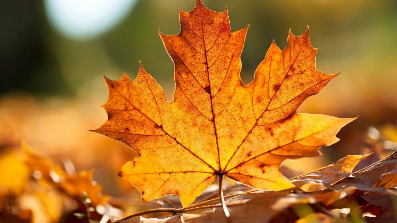 Wallpaper maple, leaf, veins. wallpaper. Autumn leaves