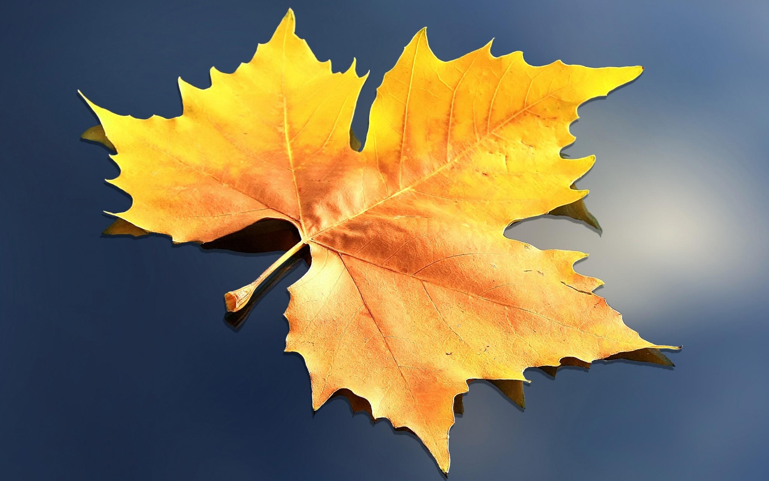 Wallpaper Yellow maple leaf, gray background 2560x1600 HD Picture, Image
