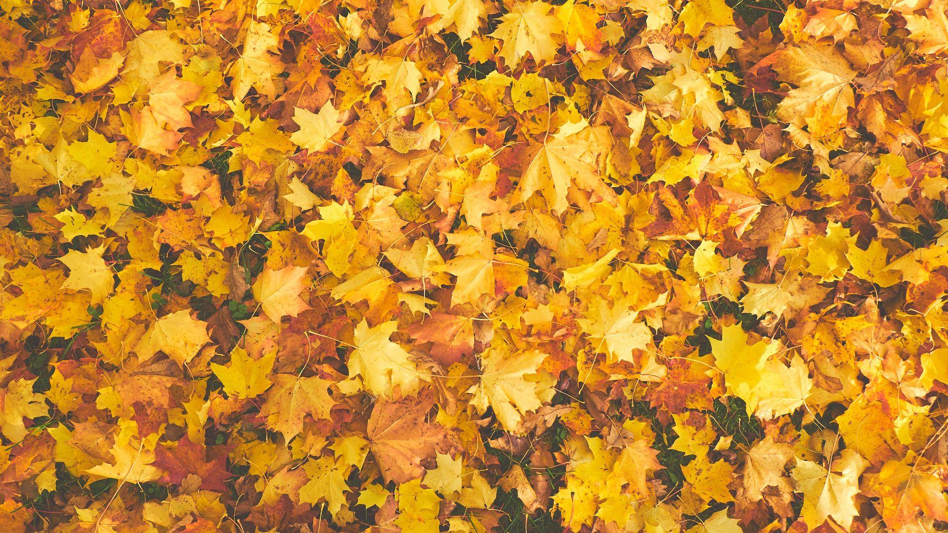 Dry Yellow Maple Leaves Wallpaper