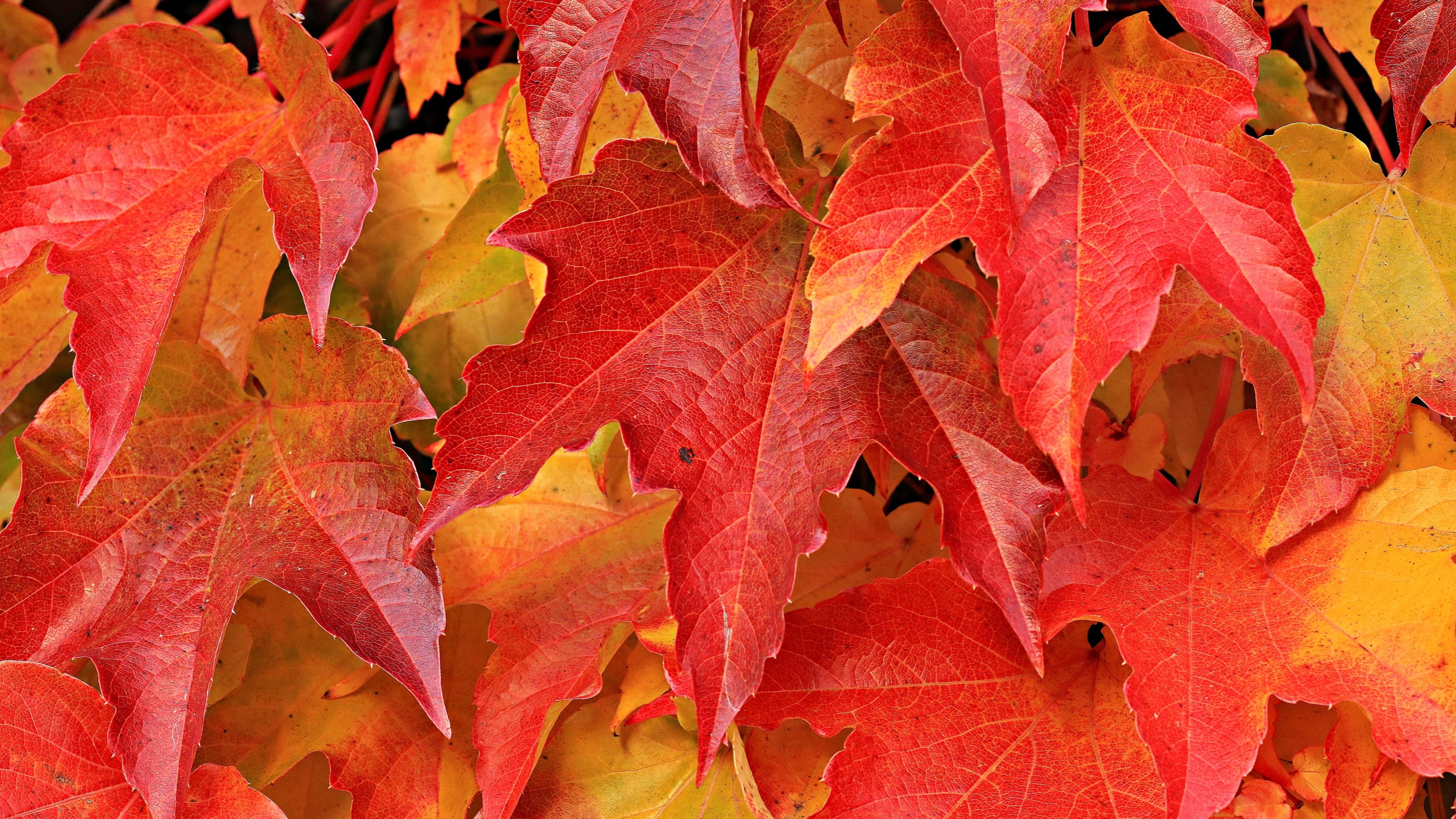 Red Maple Leaves Wallpaper, Android & Desktop Background
