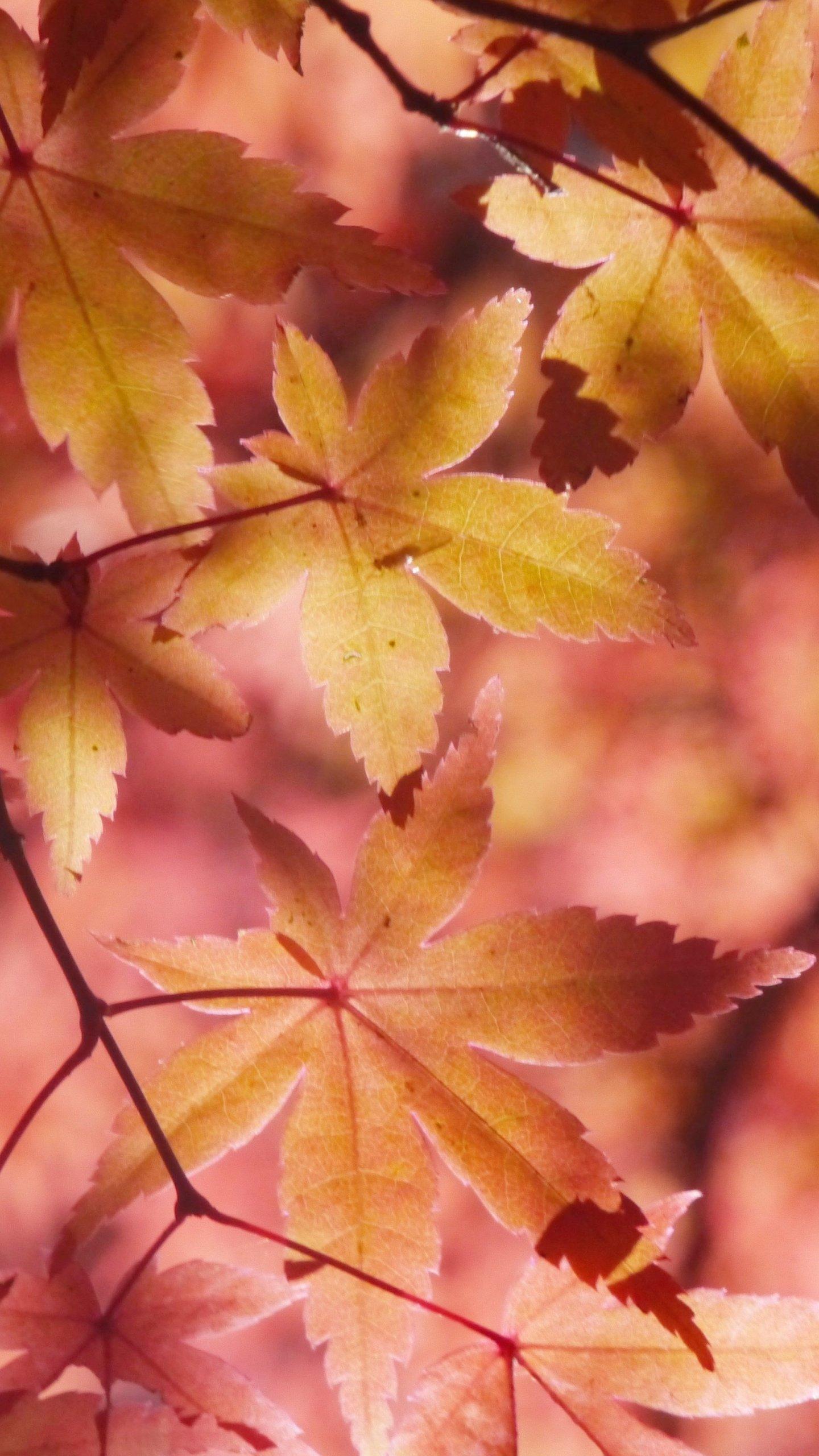 Autumn Maple Leaves Wallpaper, Android & Desktop