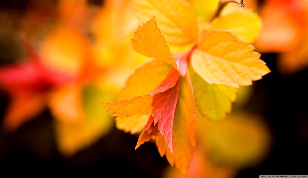 Leaf Yellow Close HD Wallpaper