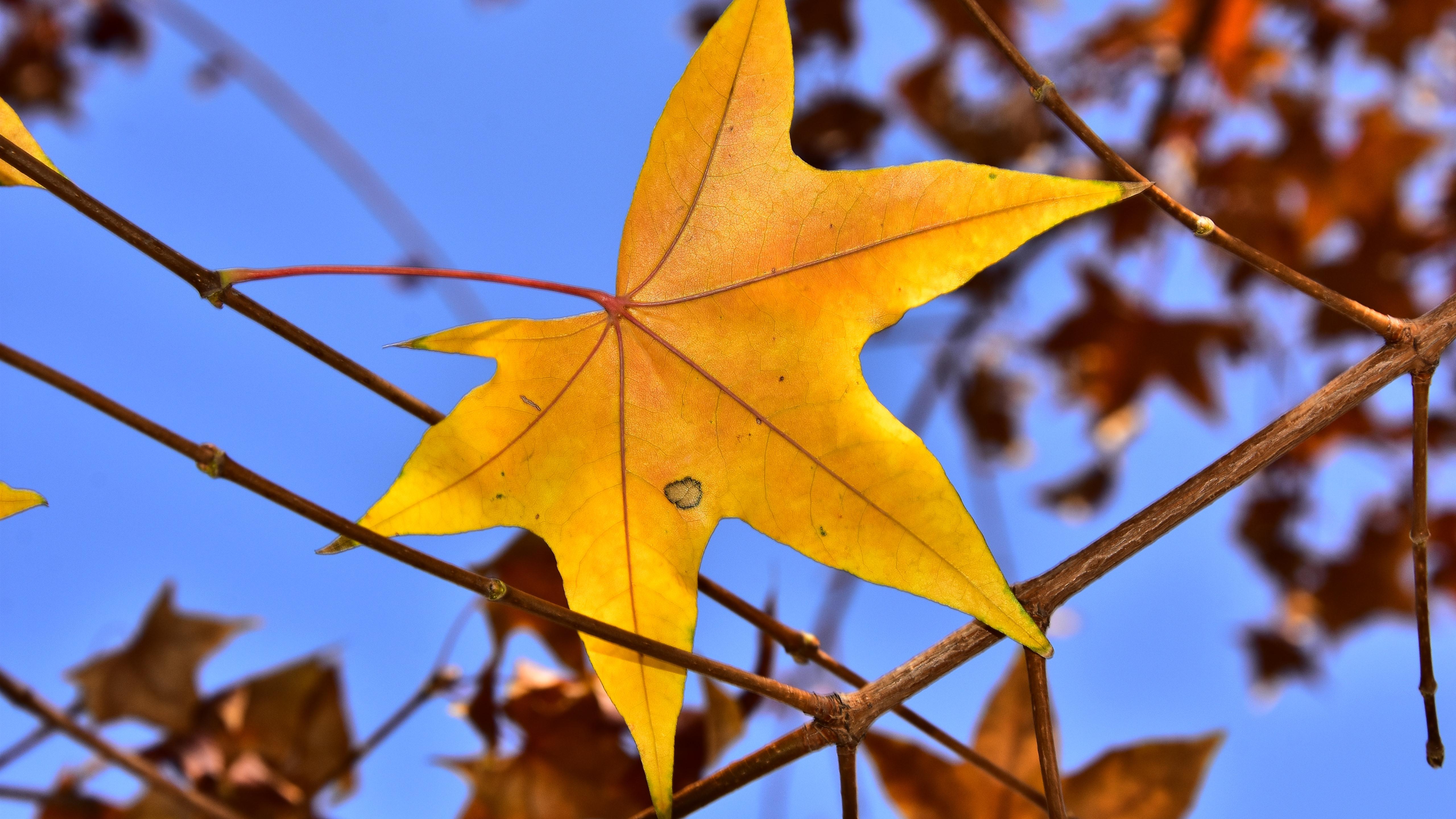 Wallpaper Yellow maple leaf, twigs, autumn 5120x2880 UHD 5K Picture