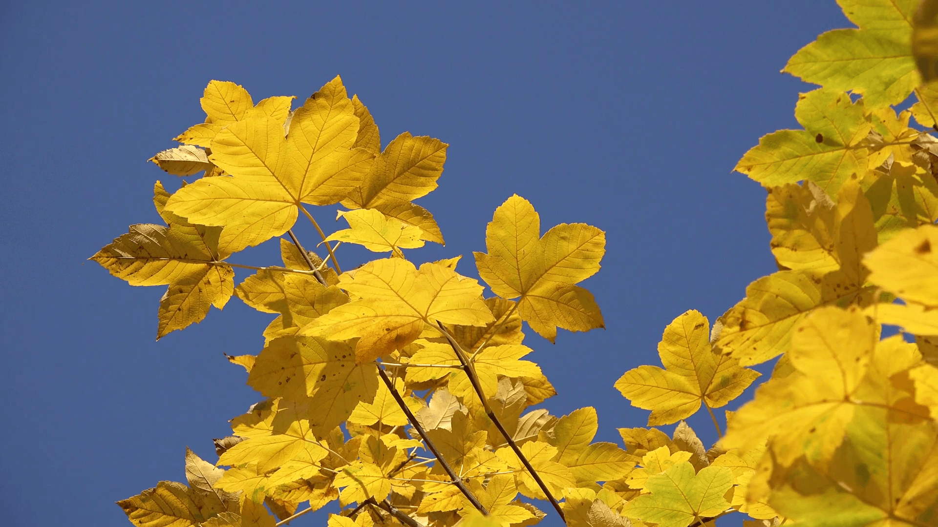 Yellow autumn leaf and blue serene sky, sunny day wallpaper Stock Video Footage