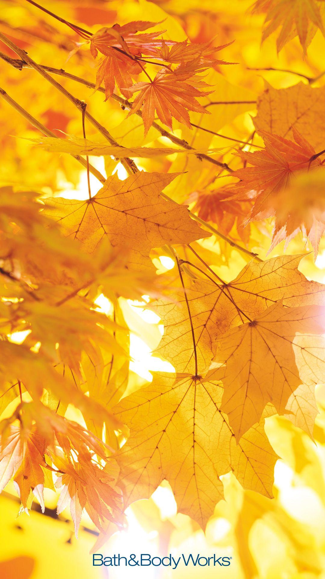 Yellow Autumn Leaf Wallpapers - Wallpaper Cave