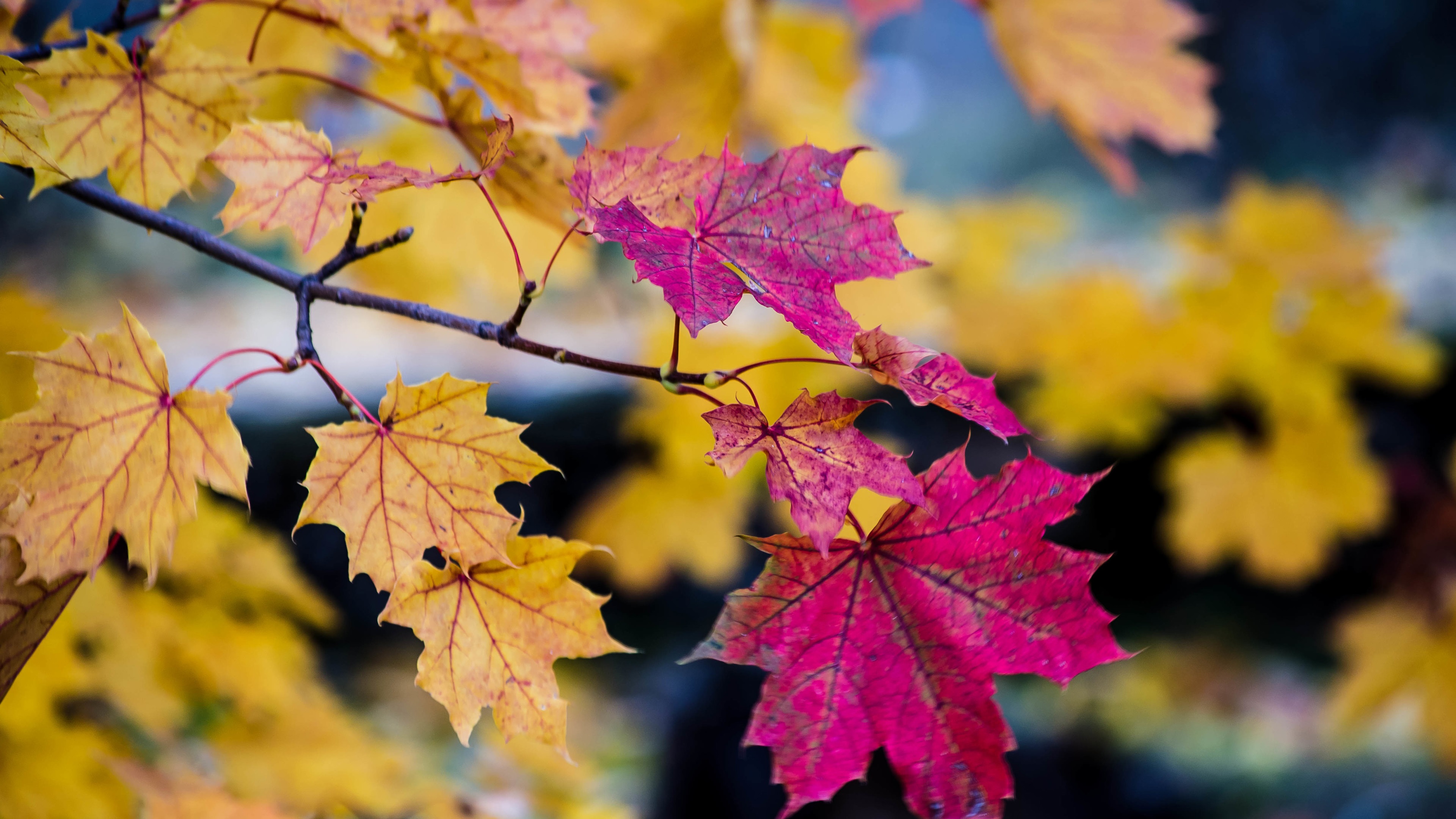 Yellow Maple Leaf Wallpapers - Wallpaper Cave
