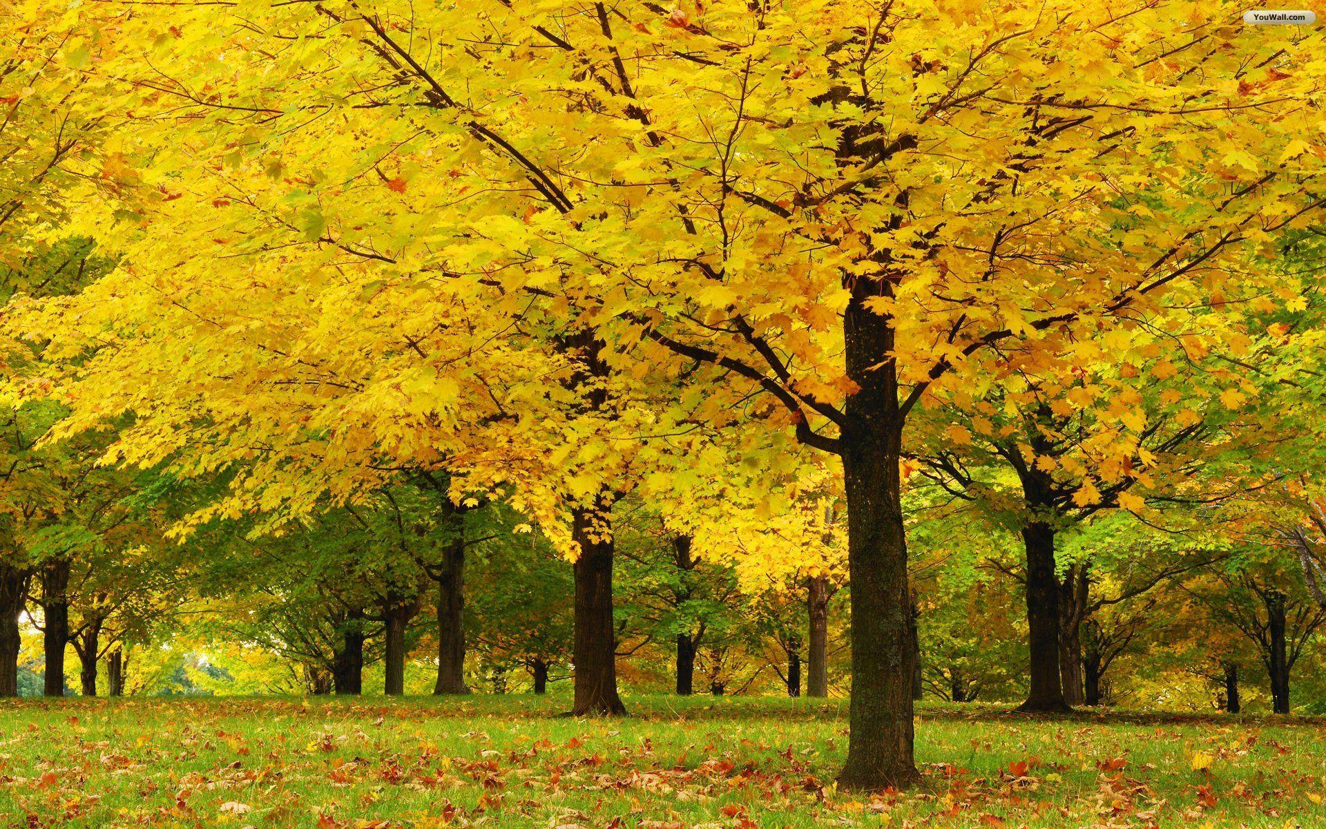 image For > Maple Tree Forest. Plants & Flowers. Tree