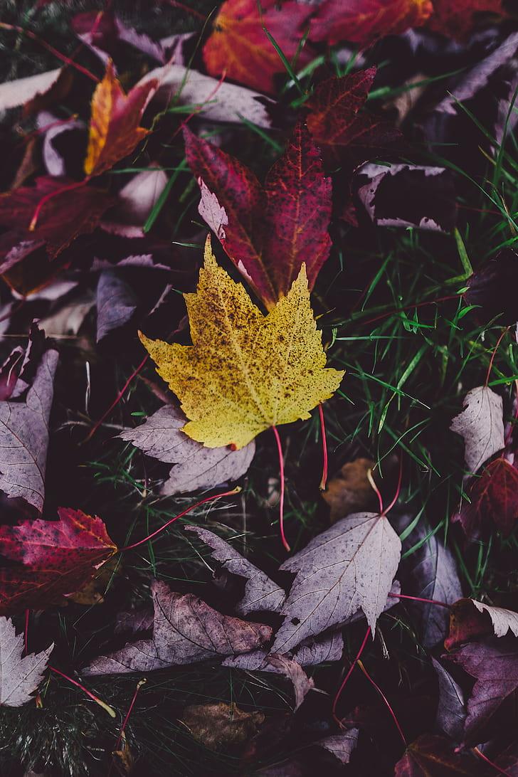 Royalty free photo: Yellow leaf on red, photography of fallen maple