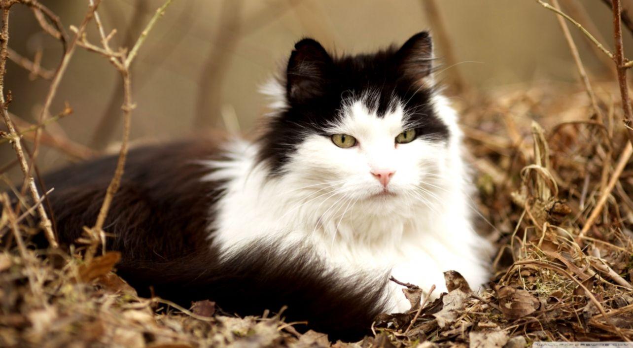Black And White Norwegian Forest Cat Breed Wallpapers - Wallpaper Cave
