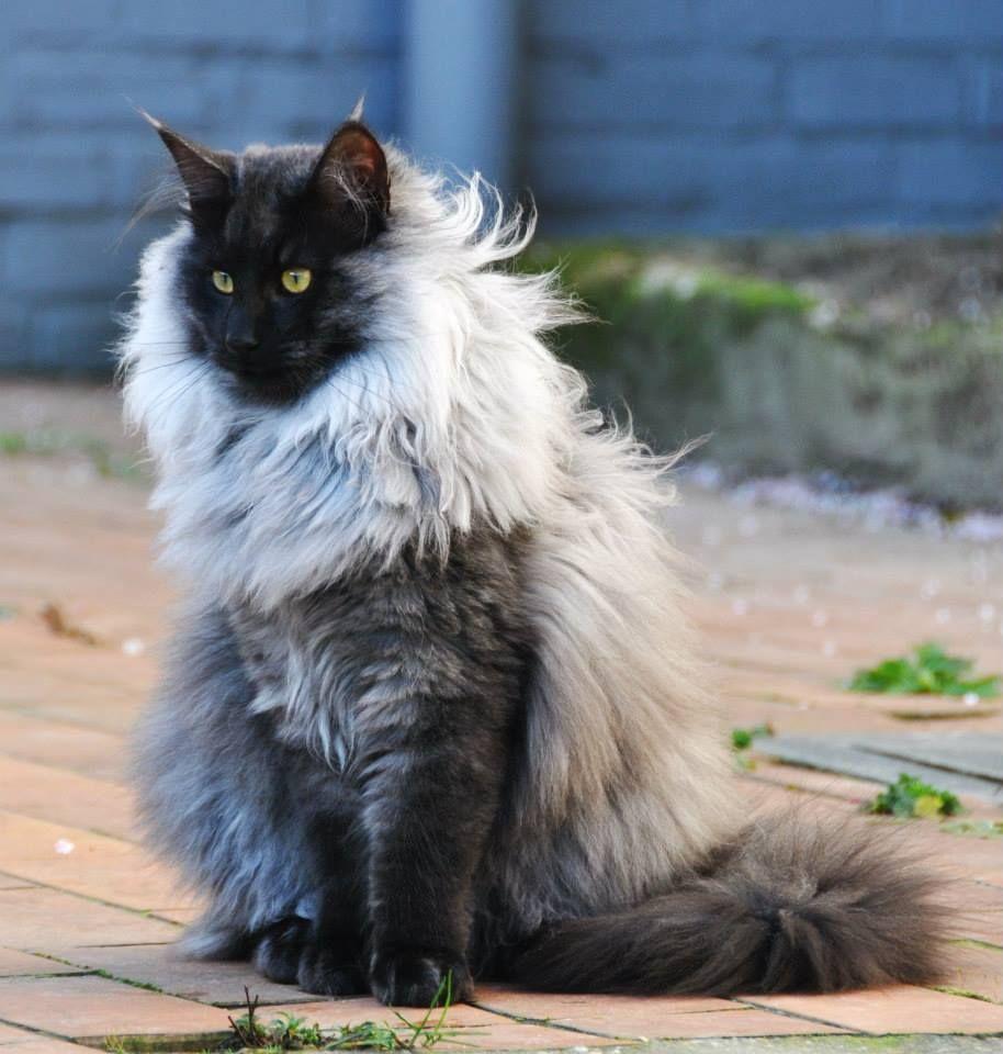 Maine Coon. Cats, Maine coon