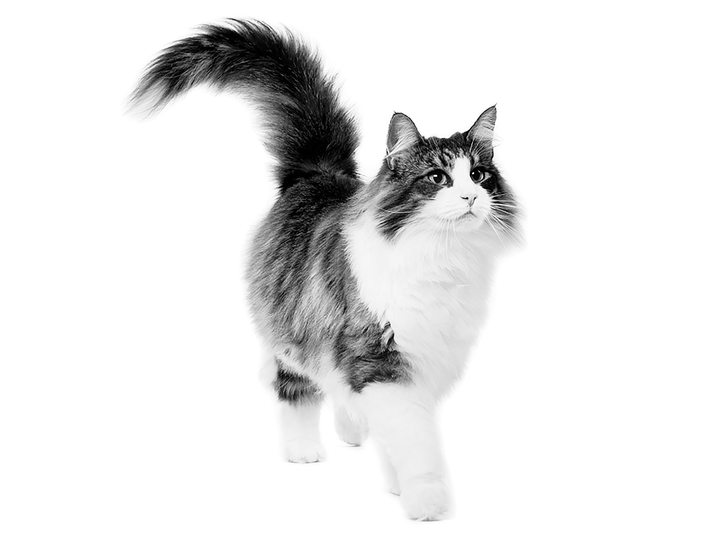 Black And White Norwegian Forest Cat Breed Wallpapers Wallpaper Cave