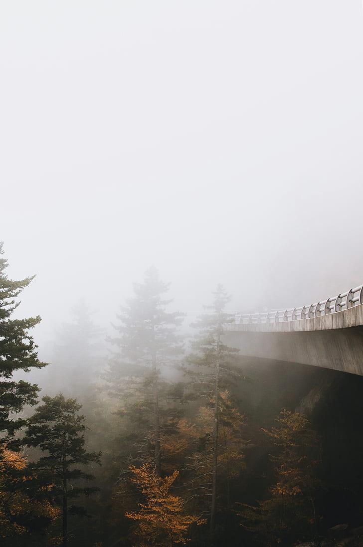 Royalty free photo: Fog at Blue Ridge Parkway, gray concrete bridge