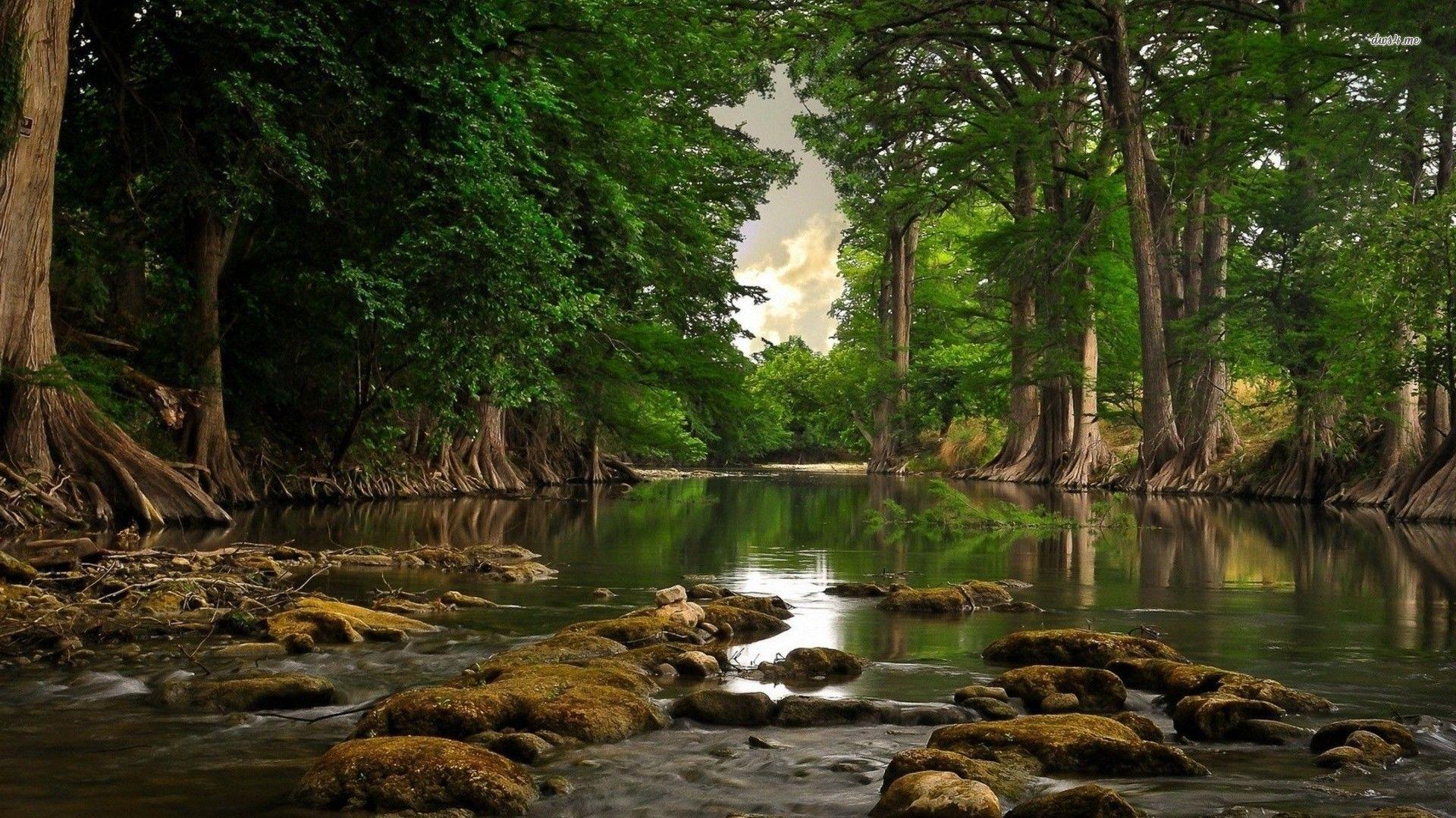 Forest River Wallpaper Photo #ysp  Forest photos, Forest wallpaper,  Background pictures