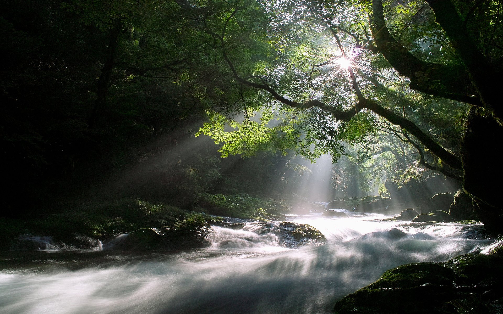 forest river - Rivers & Nature Background Wallpapers on Desktop