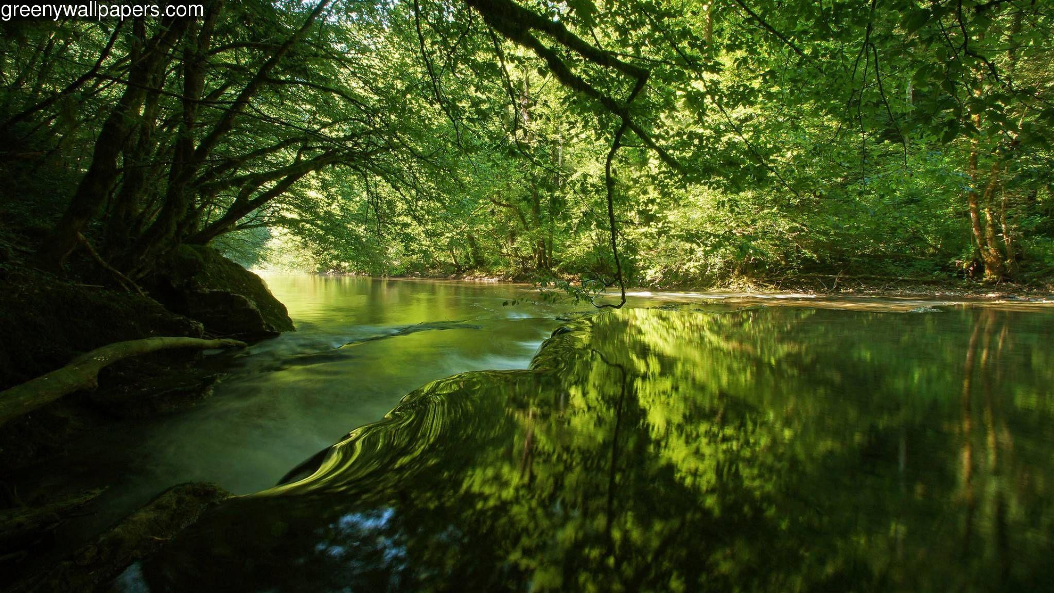 Forest River Wallpaper Phone #CMZ. Nature image, Woodland
