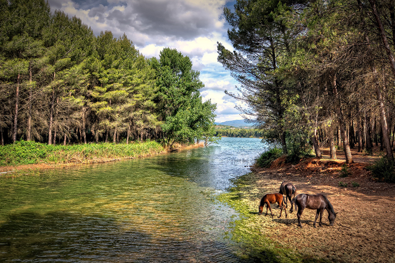 Desktop Wallpaper horse forest Rivers animal