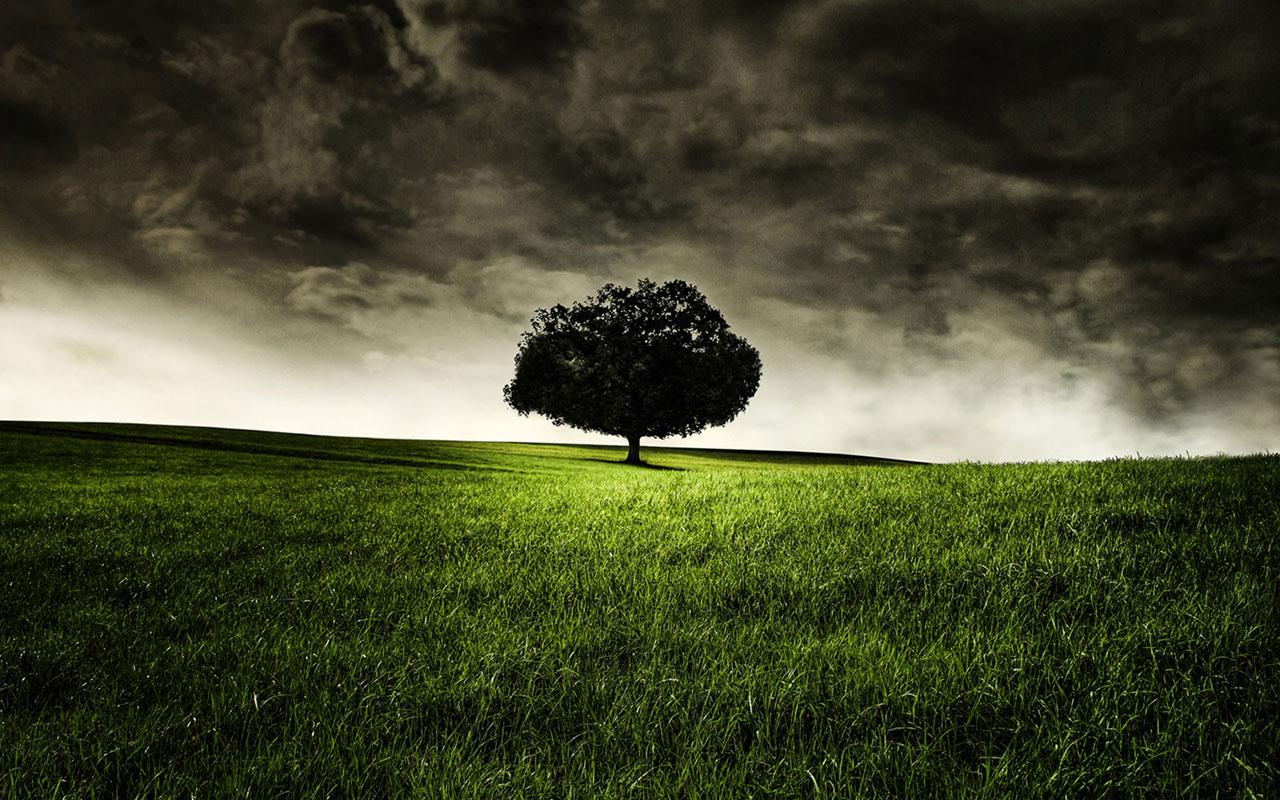 Round lonely tree wallpaper. Wallpaper Wide HD
