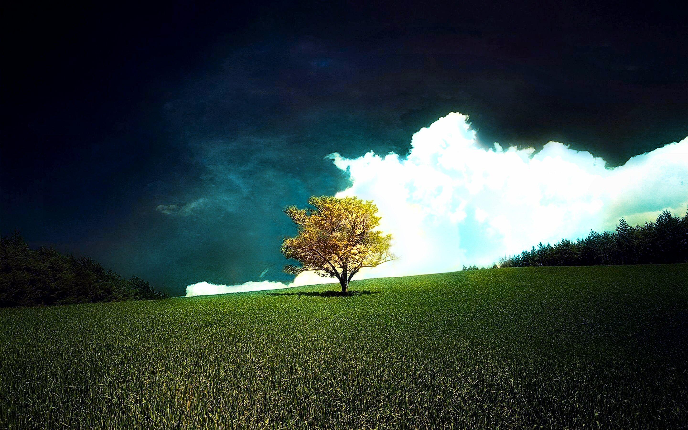 Lonely Tree Picture