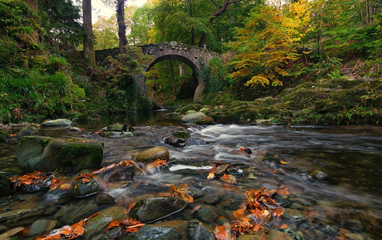 Desktop Wallpaper Ireland Nature Autumn bridge forest Moss stone