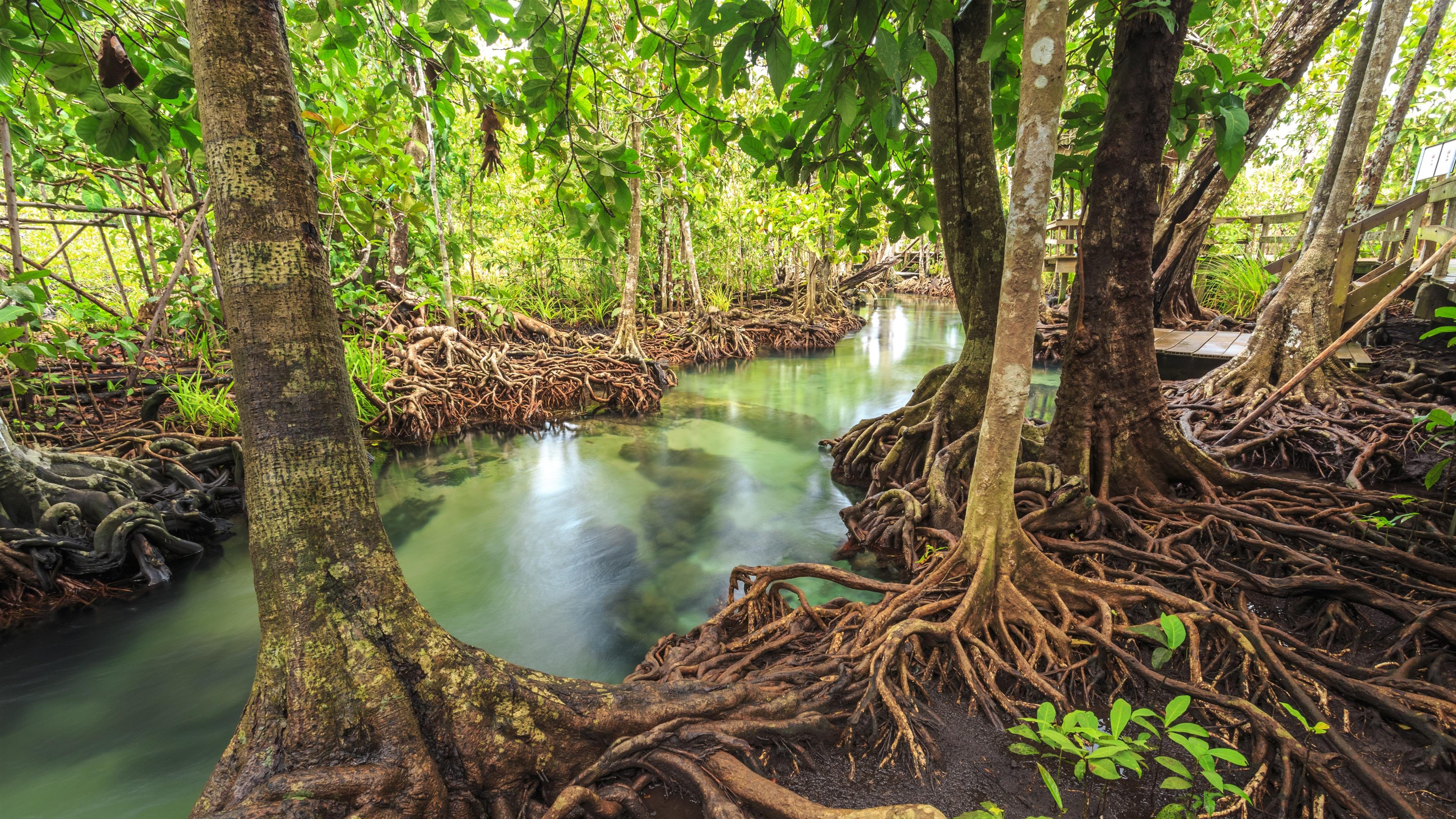 Wallpaper Tropical forest, river, trees 3840x2160 UHD 4K Picture, Image