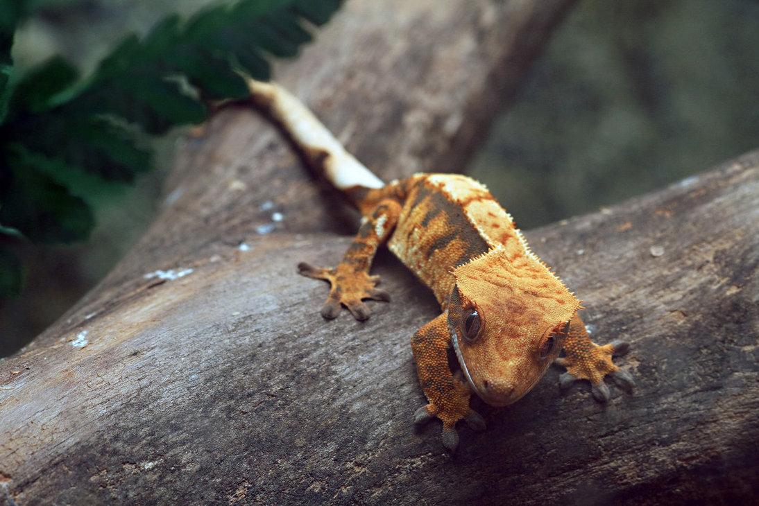 Get Crested Gecko 3 by SnowPoring [1094x730] for your Desktop