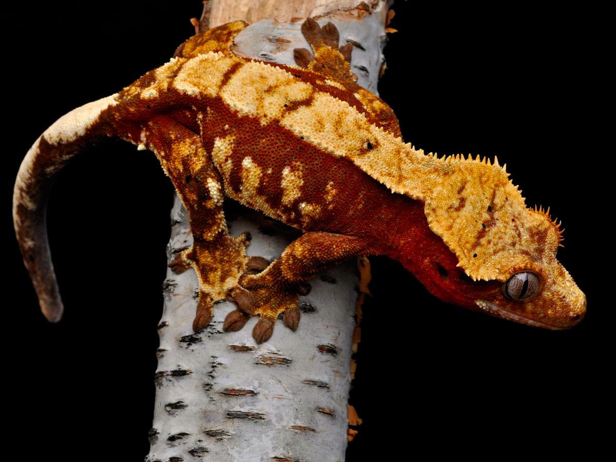 Extreme Cresties Crested Gecko Breeder Gallery Page. Home
