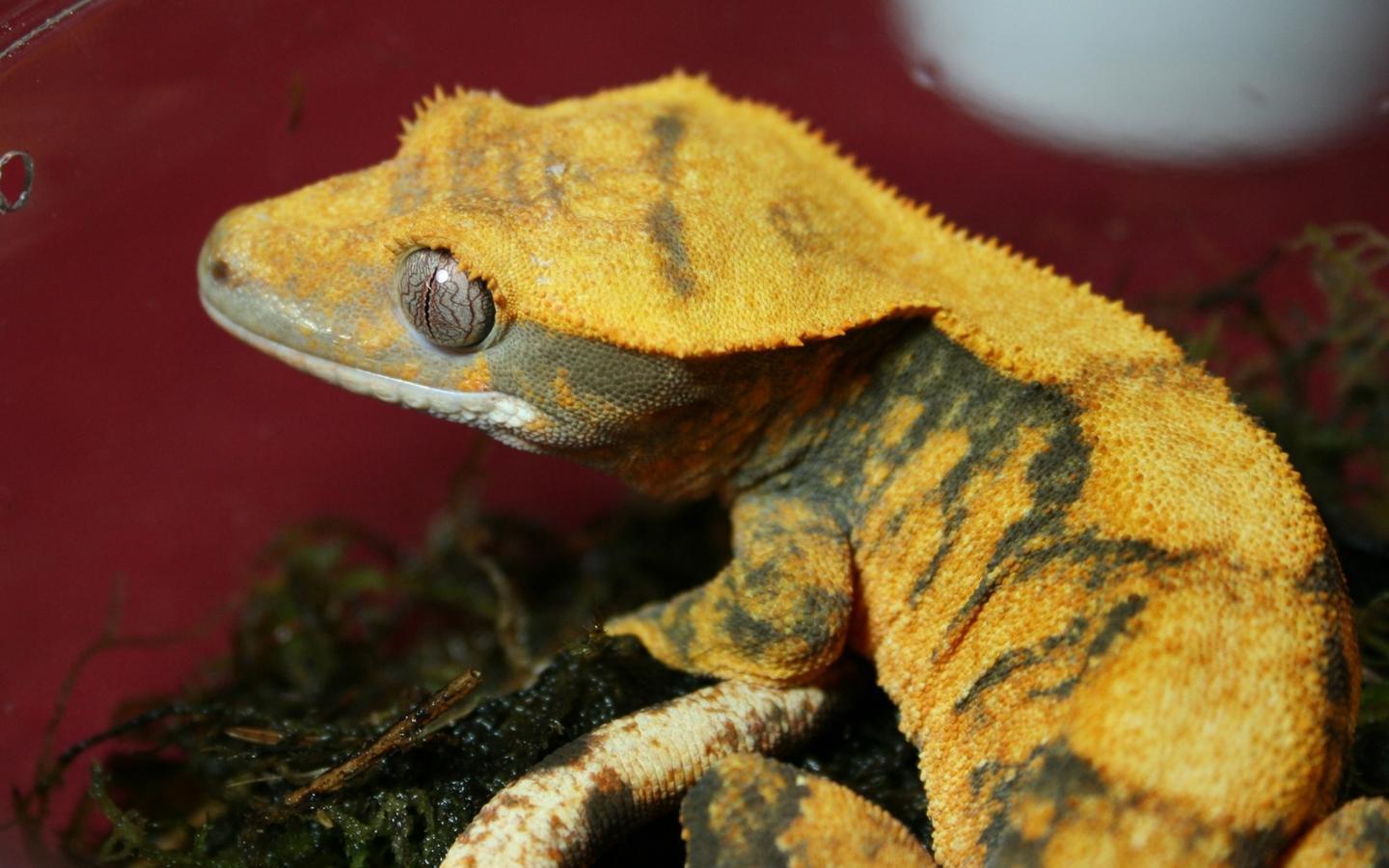 Crested Gecko Wallpaper HD Download