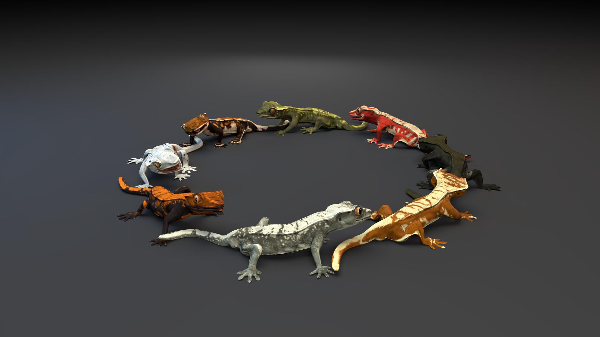 Free Best Cats Image With Crested Gecko Wallpaper