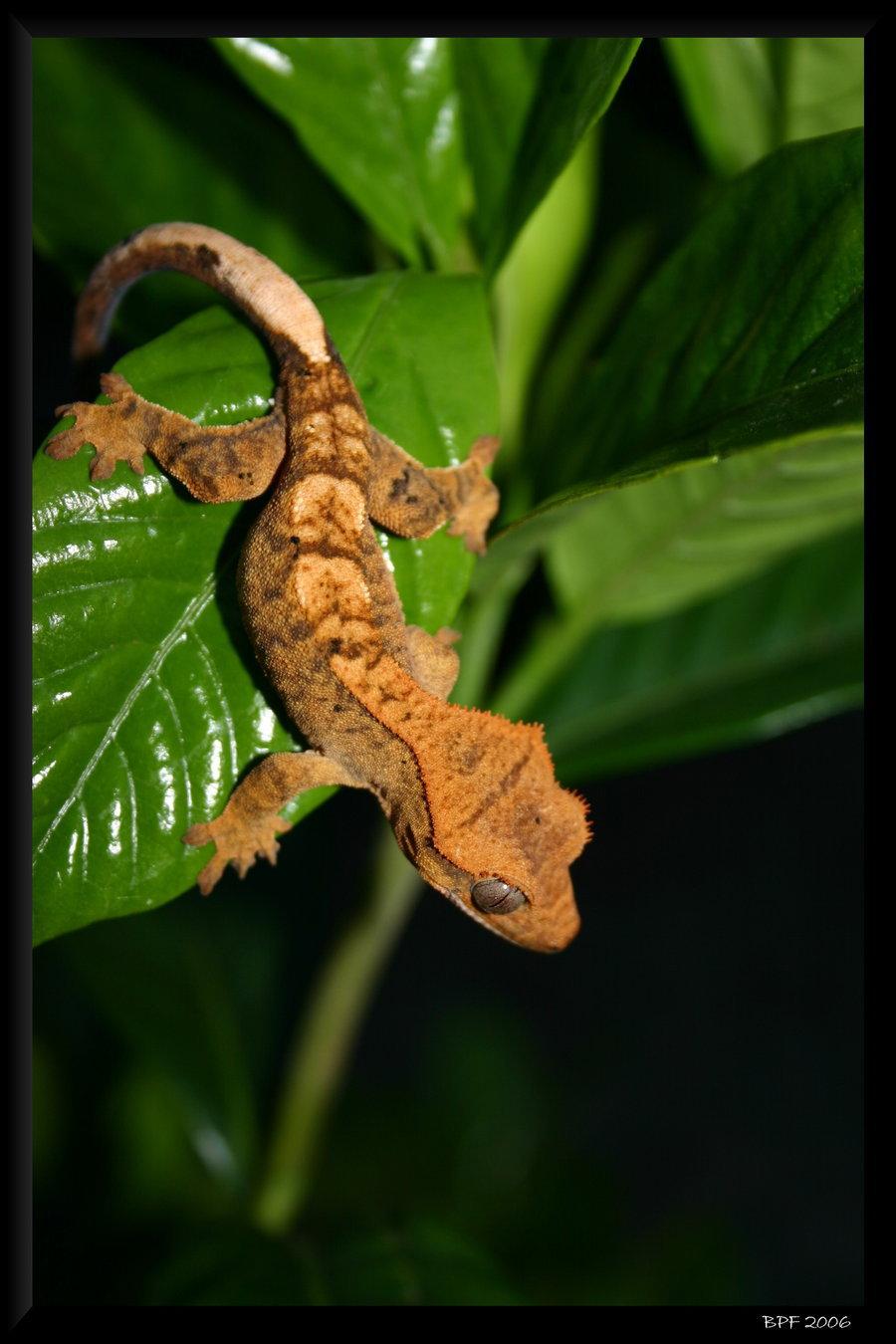 image Of Cute Crested Geckos In Green #rock Cafe