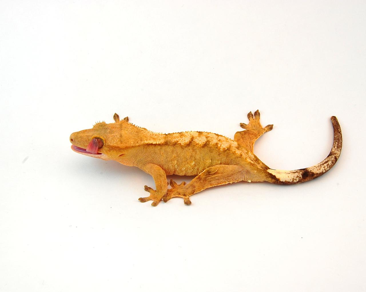 Crested Gecko Why Do Not Eating
