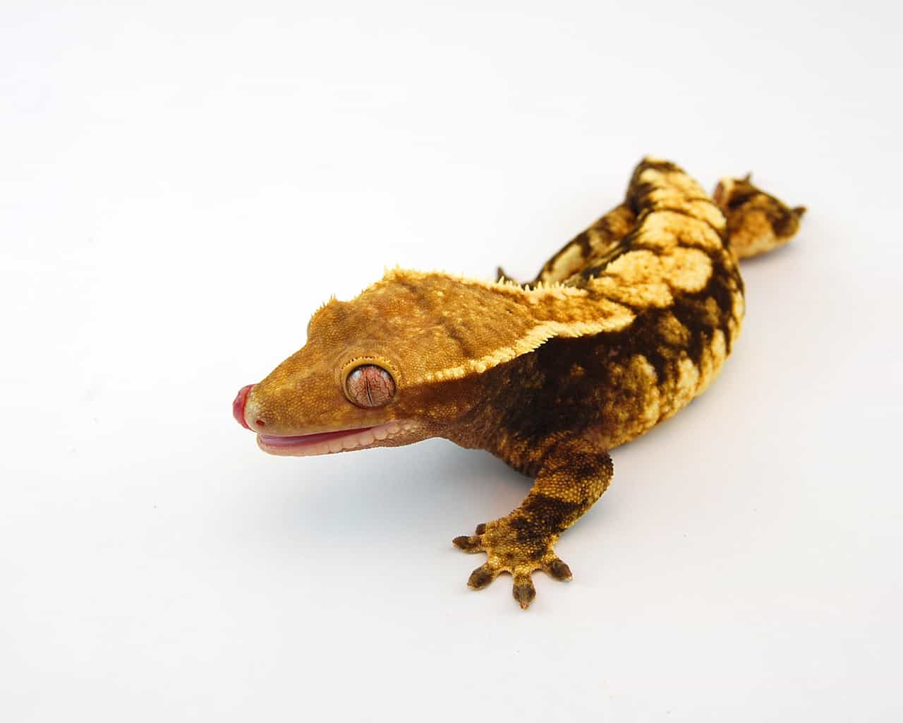 harlequin crested geckos