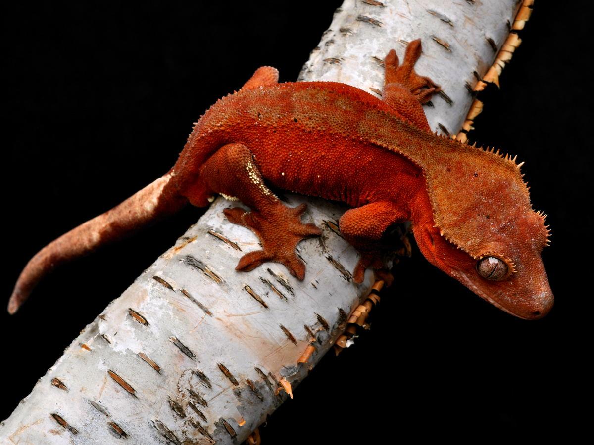 Crested Geckos Wallpapers - Wallpaper Cave