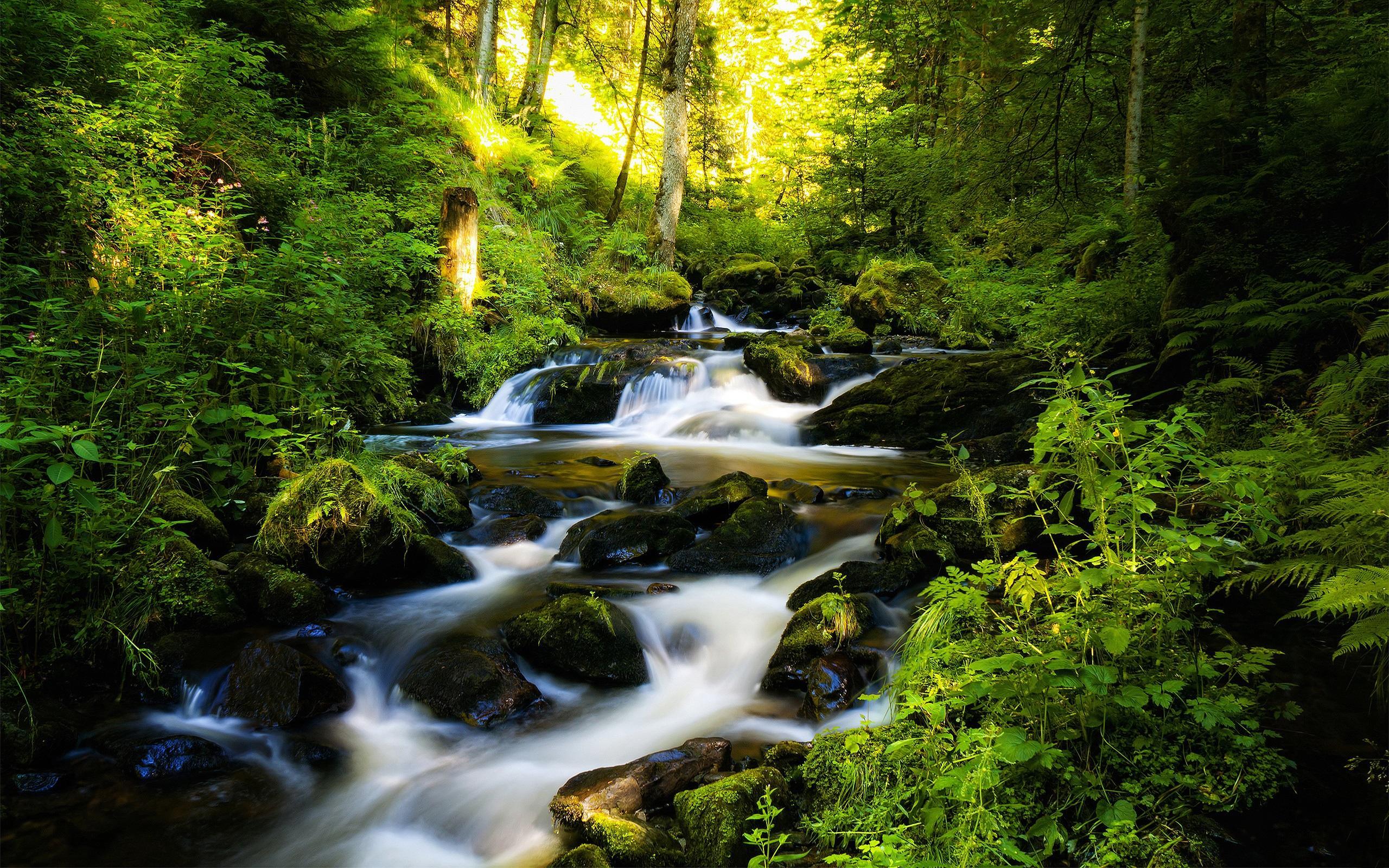 Wallpaper Water stream in the forest, creek, stones, trees