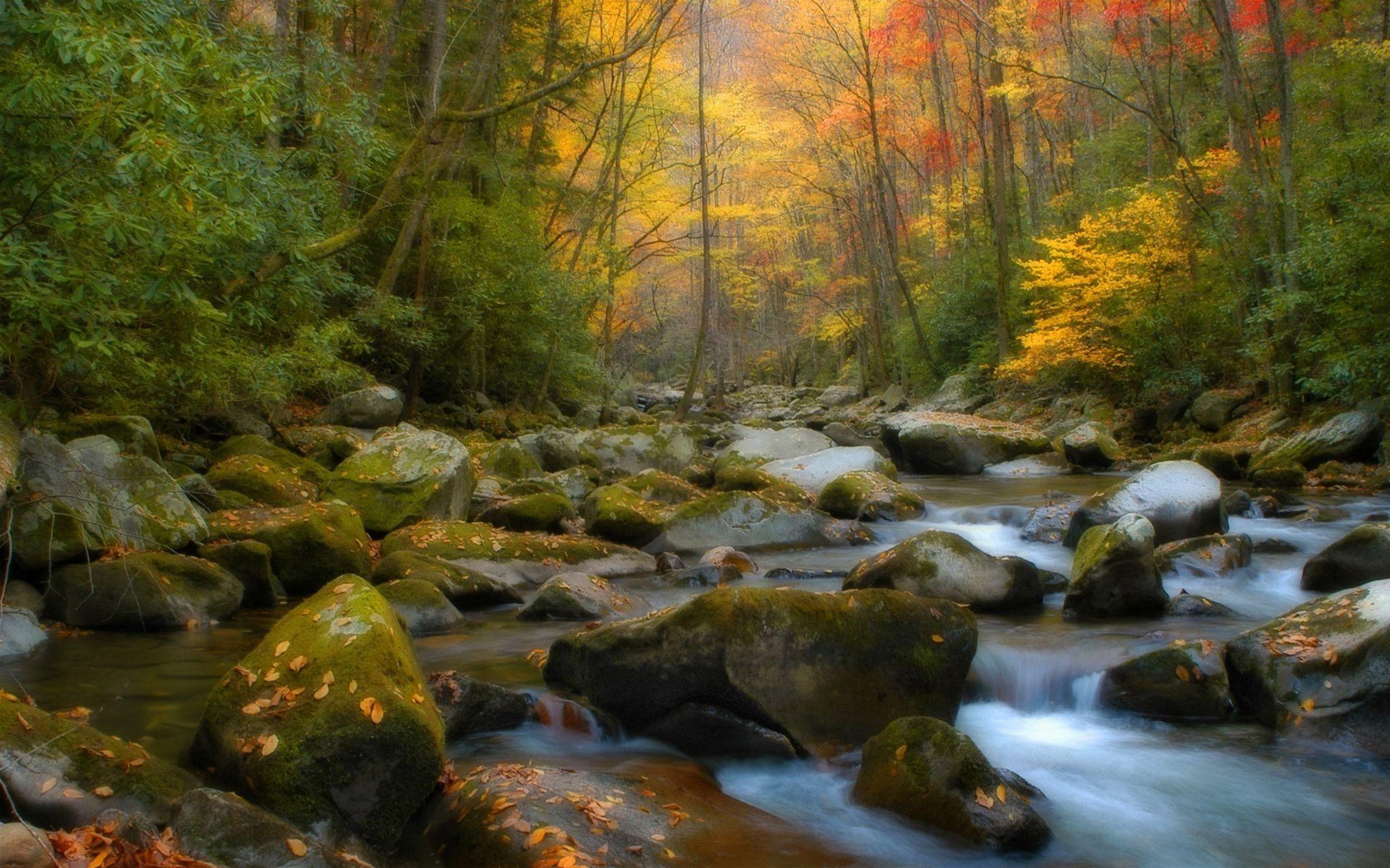 nature, Forest, River Wallpaper HD / Desktop and Mobile