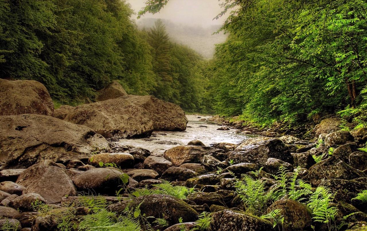 Forest Creek Rocks Stones Fog wallpaper. Forest Creek