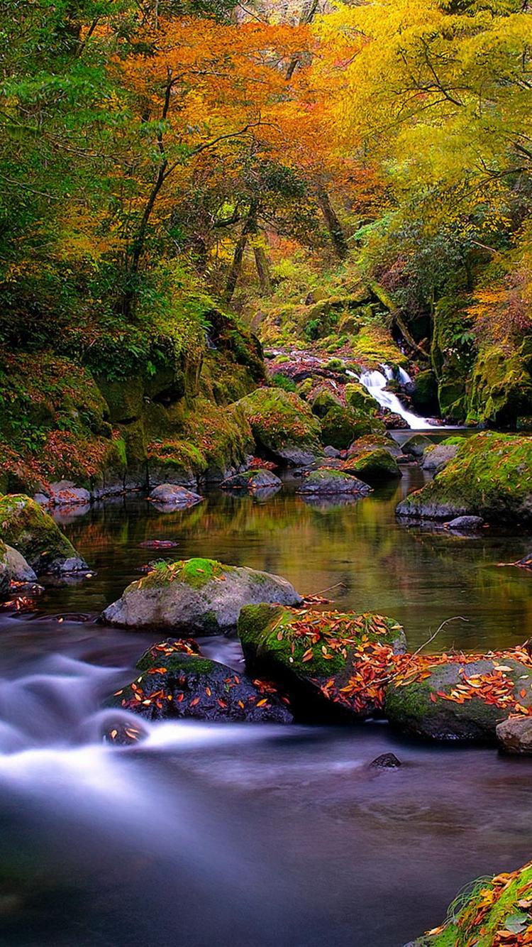 Forest Creek Autumn iPhone 6 Wallpaper HD Download