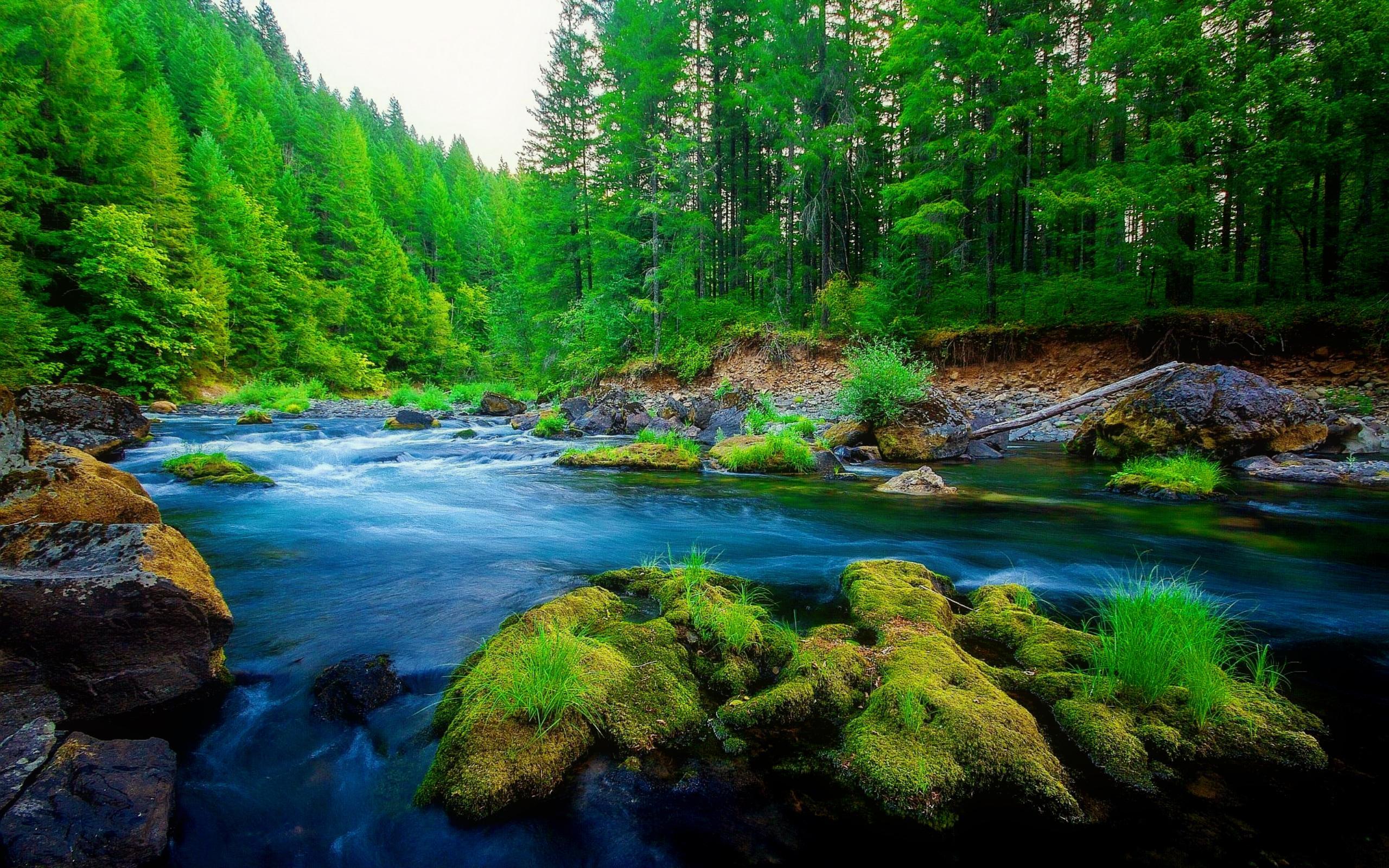 image selected. Forest river, rec background