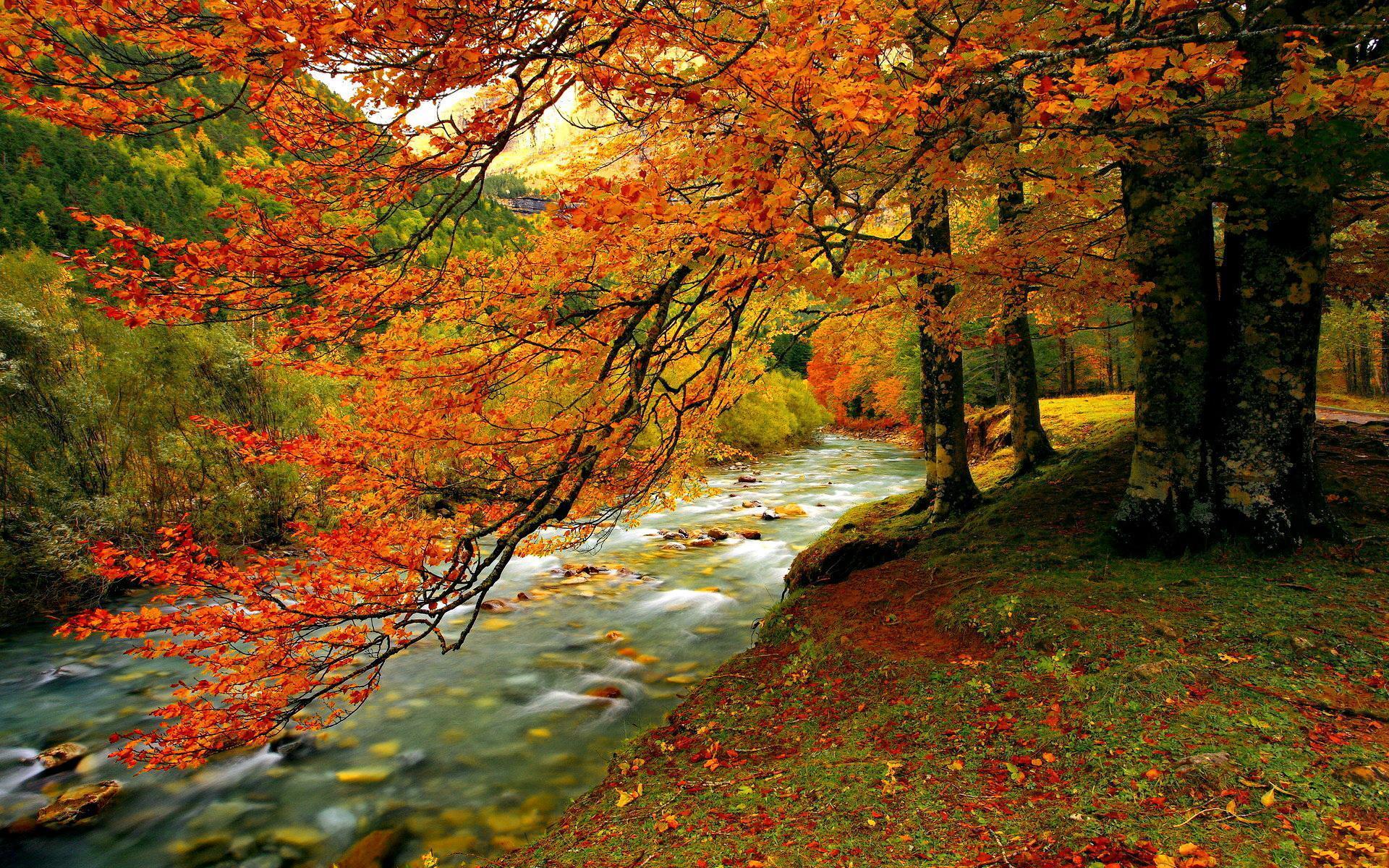 Forest Creek In Autumn HD desktop wallpaper, Widescreen