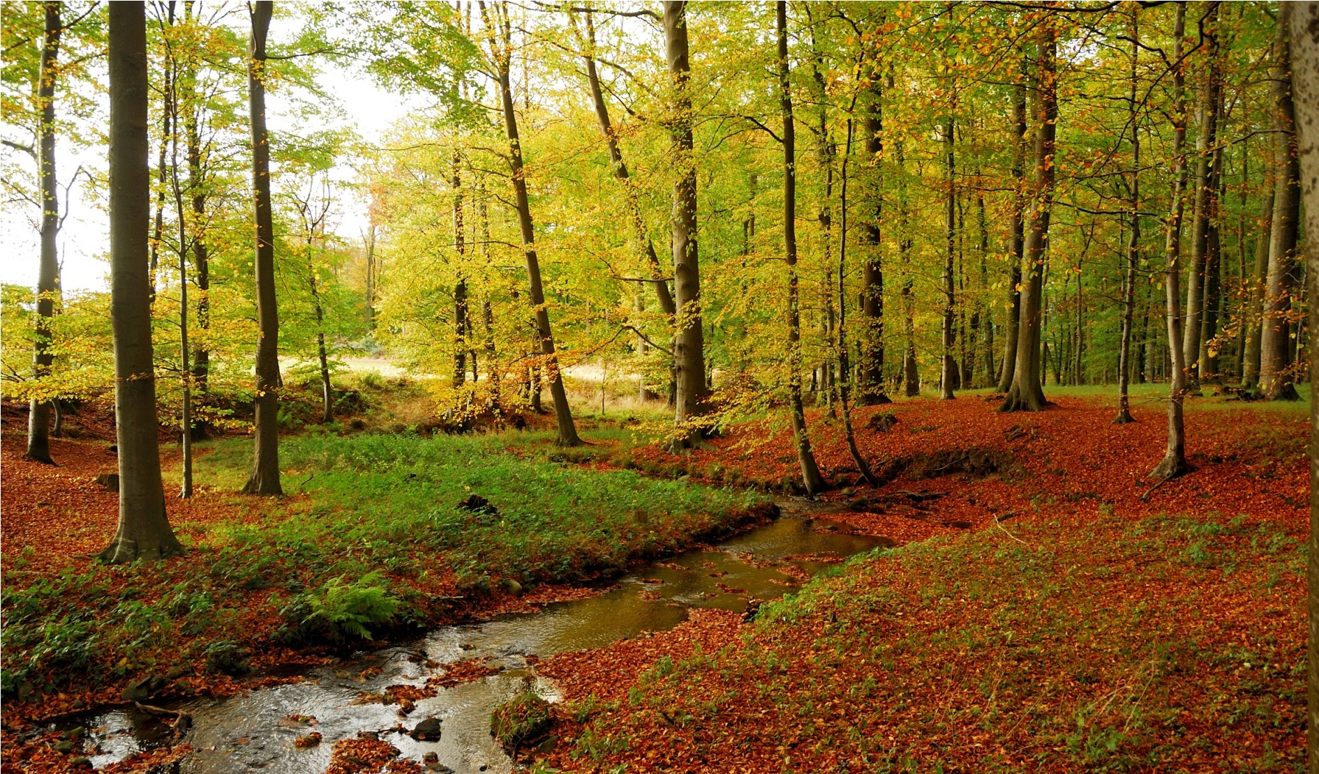 Forests: Forest Creek Nature Autumnal Little Autumn Side