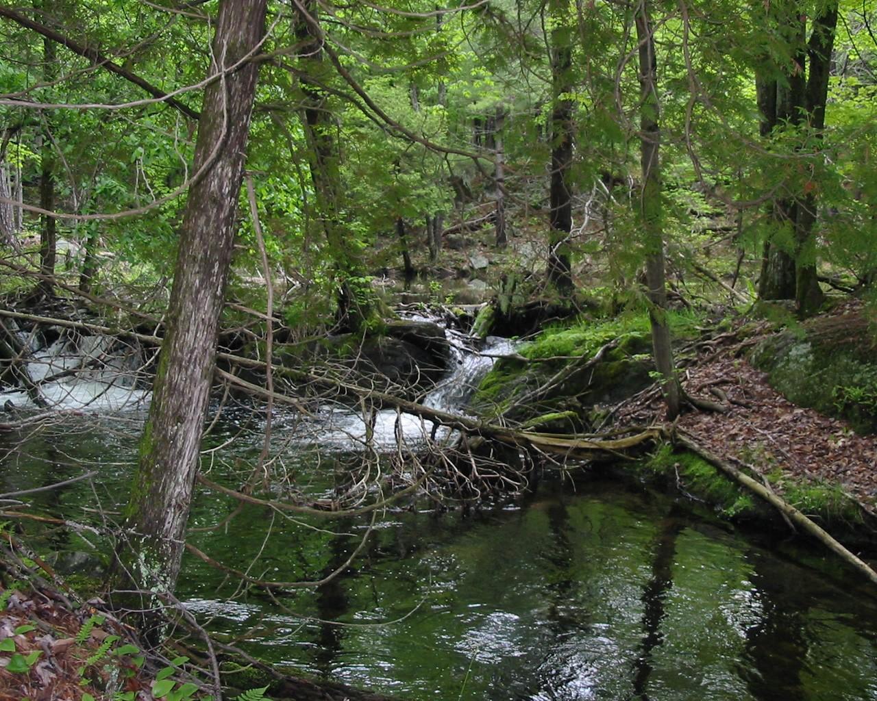 Forests Forest Creek Nature Mass Green Wallpaper HD