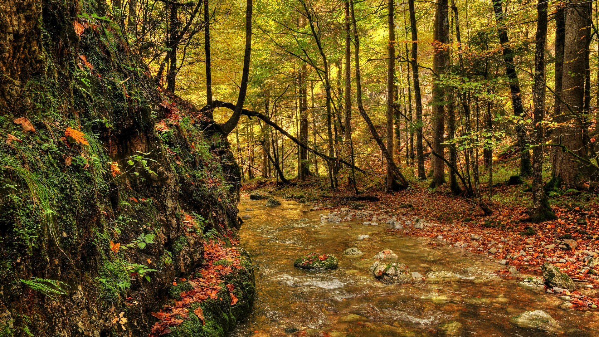 Rivers: Beautiful Forest Creek Mound Rocks Leaves Wallpaper