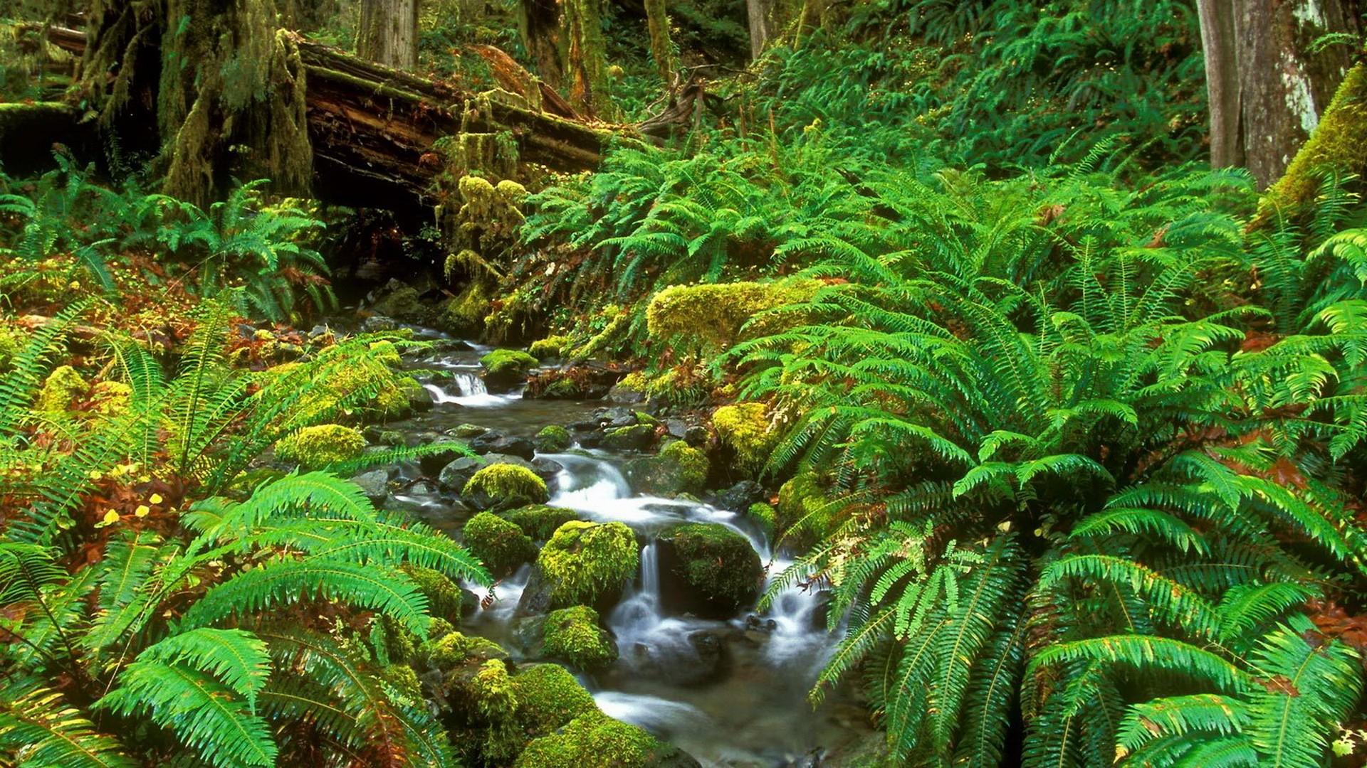 Forests: Forest Creek Water Fern Tree Nature Desktop