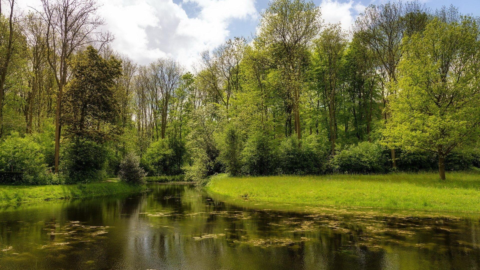 Forests: Creek Creeks Forest Green Nature Forests Desktop