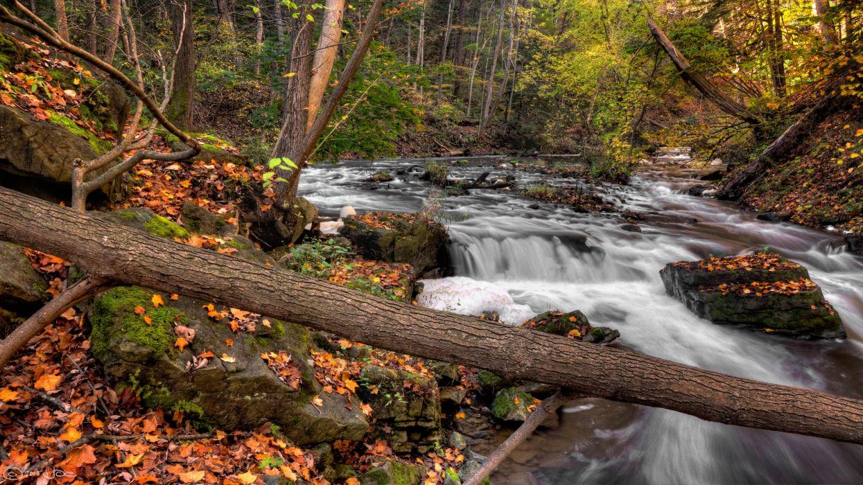 Forest river autumn trees nature wallpaperx2231